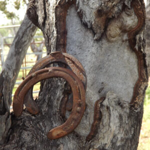 "Horseshoe Bark" : Pic 6