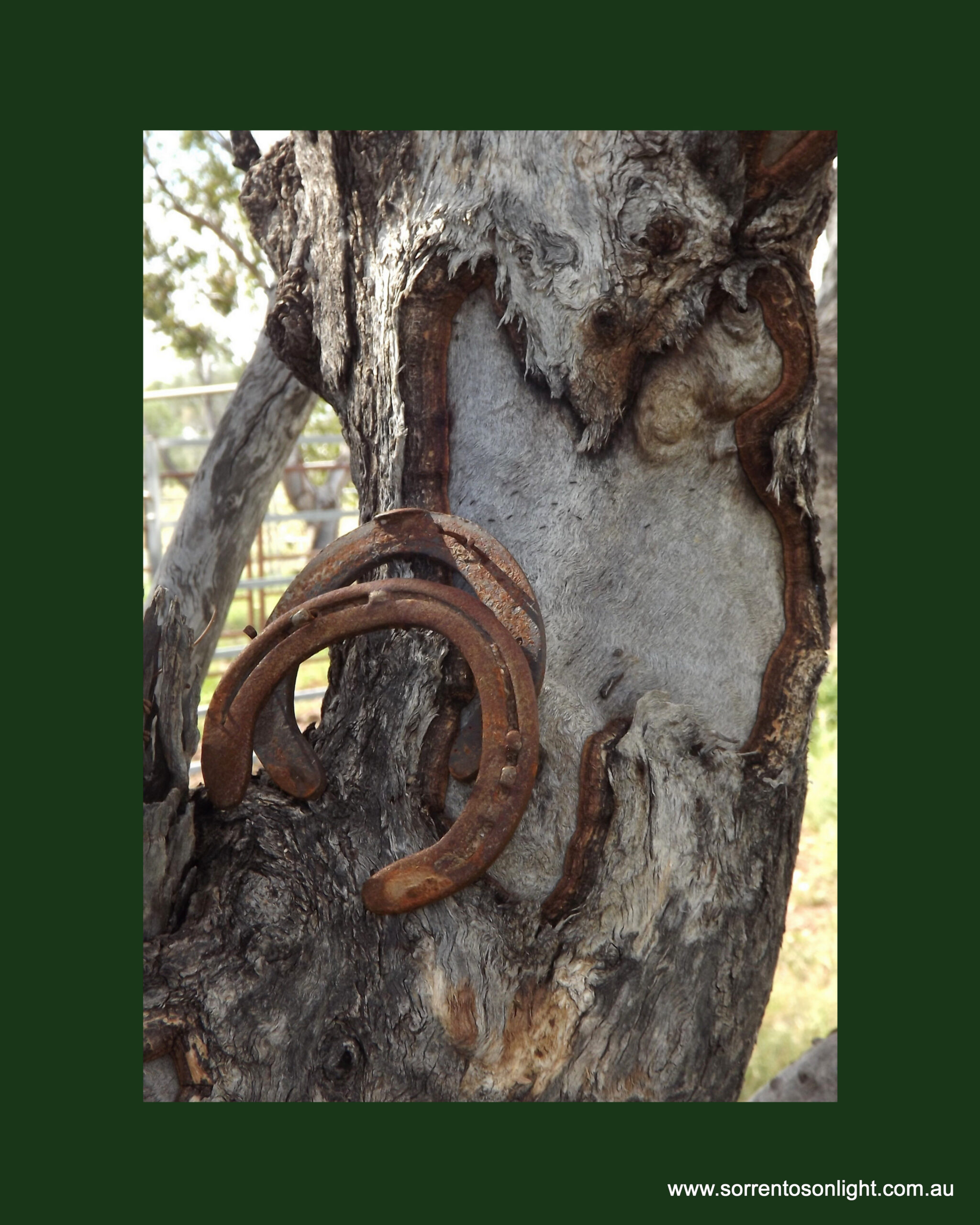 "Horseshoe Bark" : Pic 6 - Image 3