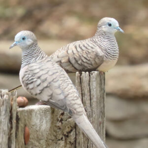 “Peacefull Doves” : Pic 5
