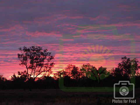 "Pink Sunset" : Pic 14