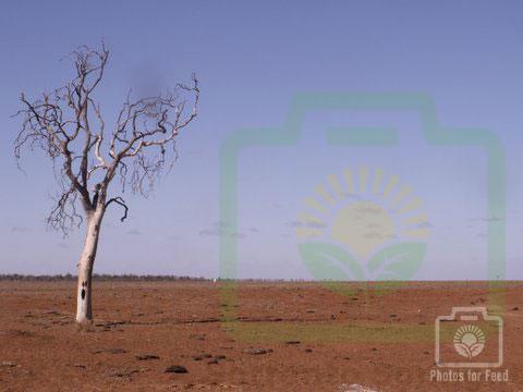 "Ghost Mask Tree" : Pic 4