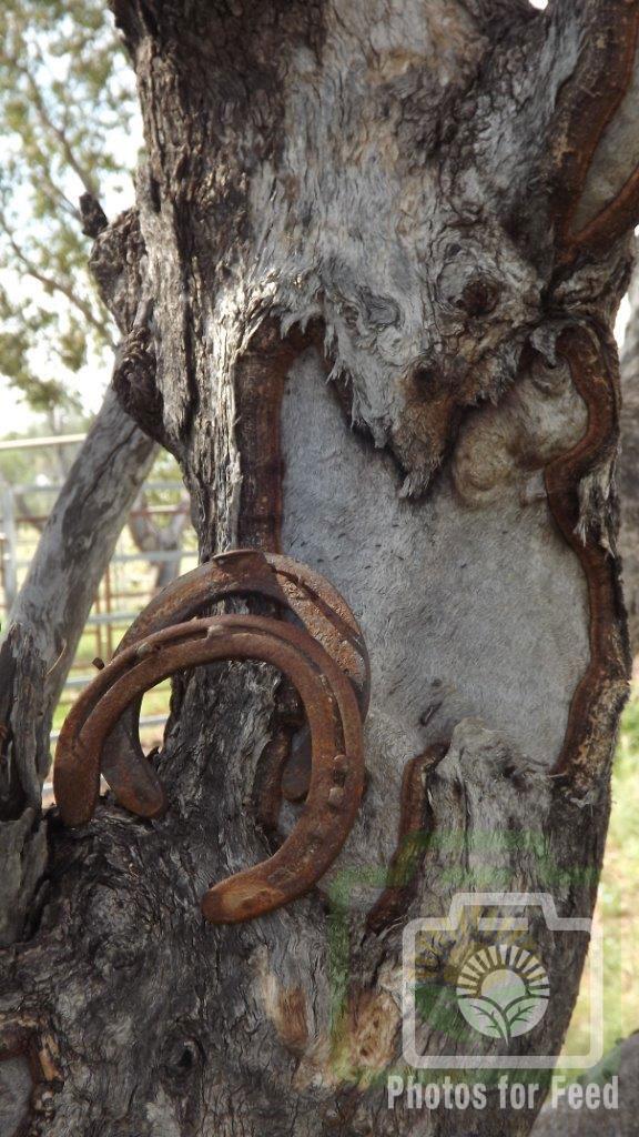 "Horseshoe Bark" : Pic 6