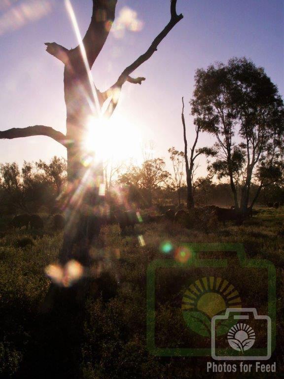 "Sunlit Tree" : Pic 7