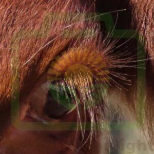 "Real Eyelashes" : Pic 42