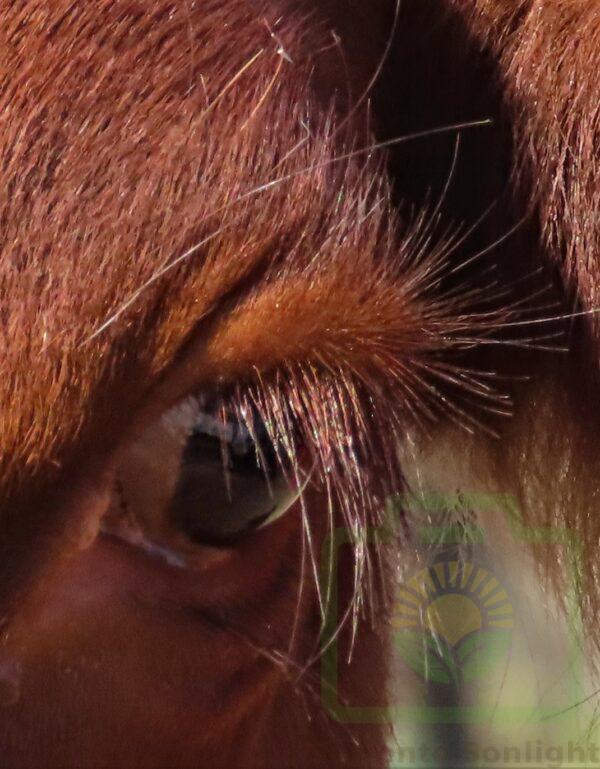 "Real Eyelashes" : Pic 42