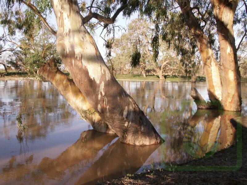 "Tranquility": Pic 30
