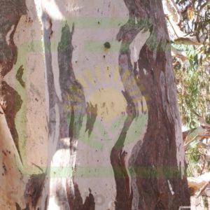 "Painted River Gum" : Pic 23