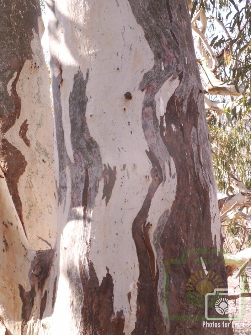 "Painted River Gum" : Pic 23