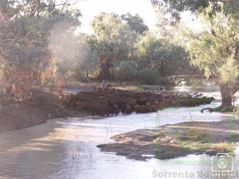 "Crossing the Narran" : Pic 32
