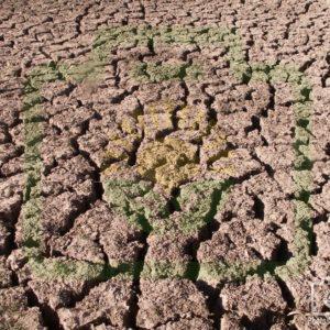 "Narran River Bed 2019" : Pic 33