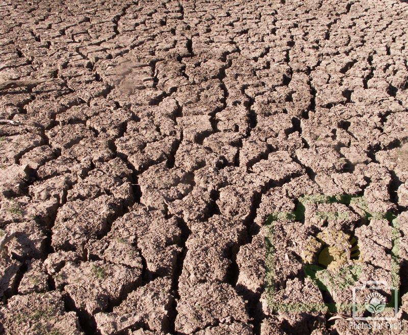 "Narran River Bed 2019" : Pic 33