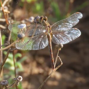 "Shimmering Wings" : Pic 64