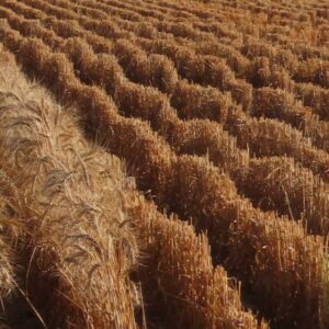 Wheat Waves : Pic 47