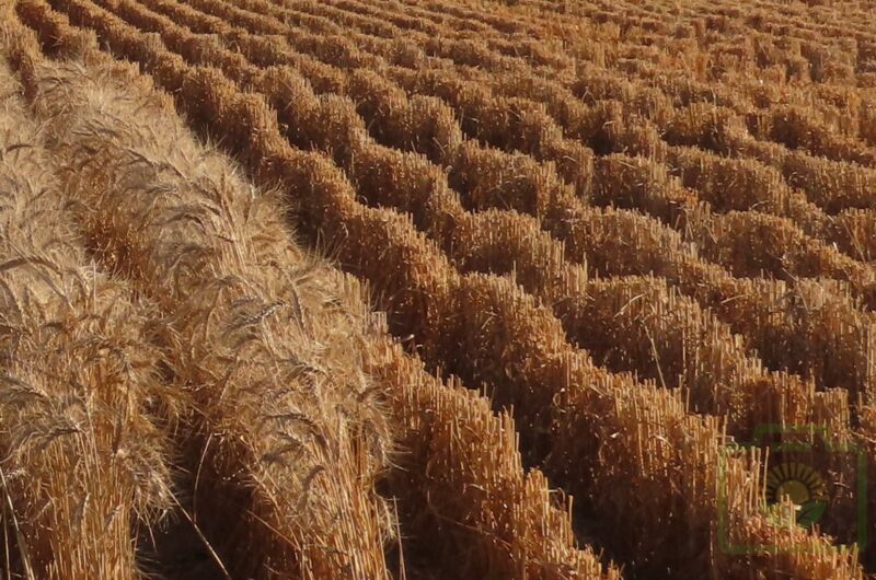 Wheat Waves : Pic 47