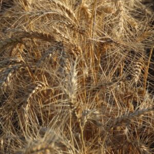 "Curls of Golden Grains" : Pic 52