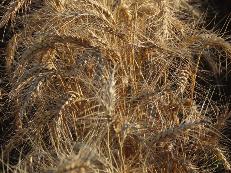 "Curls of Golden Grains" : Pic 52