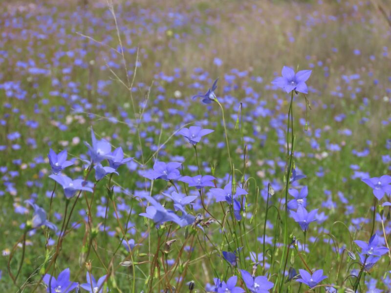 "Flower Show" : Pic 24