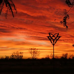"Sunset Drought Flowers" : Pic 20