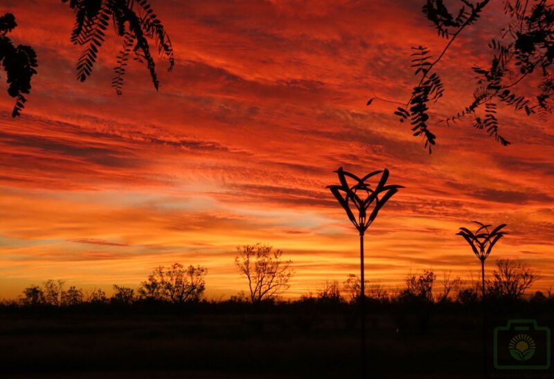 "Sunset Drought Flowers" : Pic 20